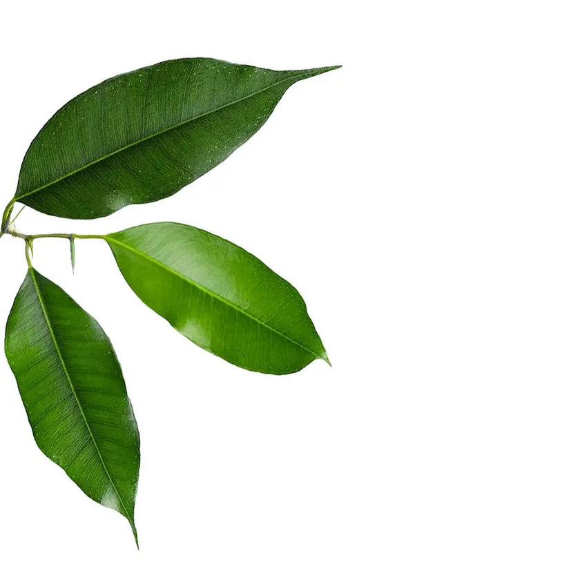 Ficus benjamina 'Exotica' – Blattdetail vor weißem Hintergrund..