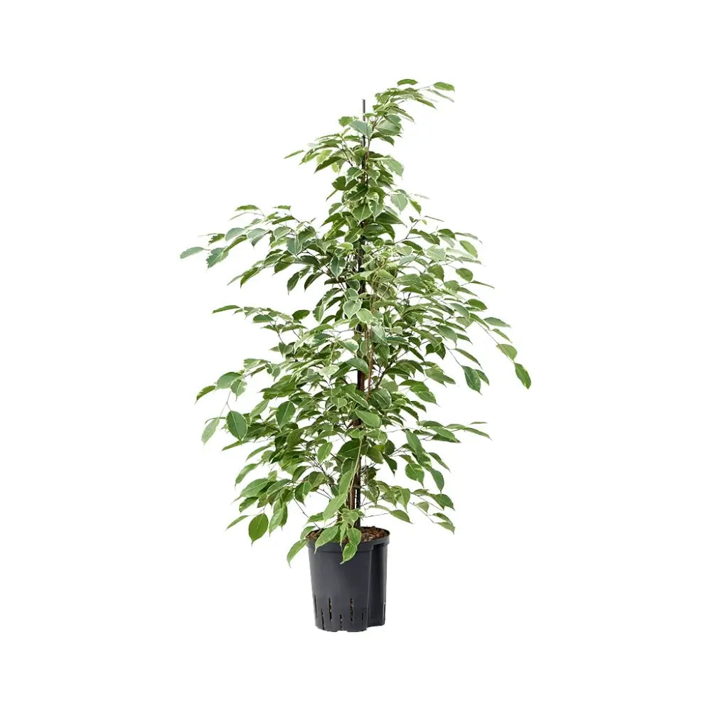 Ficus benjamina 'Golden King' potted plant in nursery pot on white background.