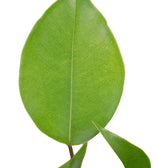 Ficus benjamina 'Green Kinky' close-up of leaf on white background.