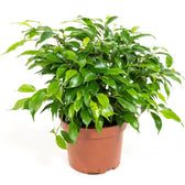 Ficus benjamina 'Green Kinky' potted plant in nursery pot on white background.