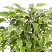 Ficus benjamina 'Kinky' with pointed green leaves outlined in creamy white