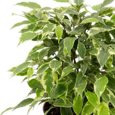 Close-up of cream-edged leaves on a densely branching Ficus benjamina 'Kinky'