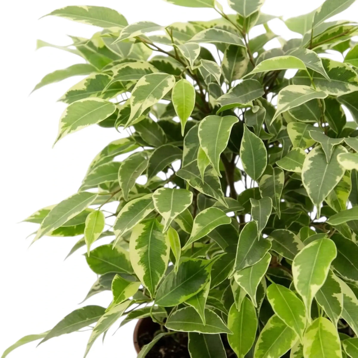 Close-up of cream-edged leaves on a densely branching Ficus benjamina 'Kinky'