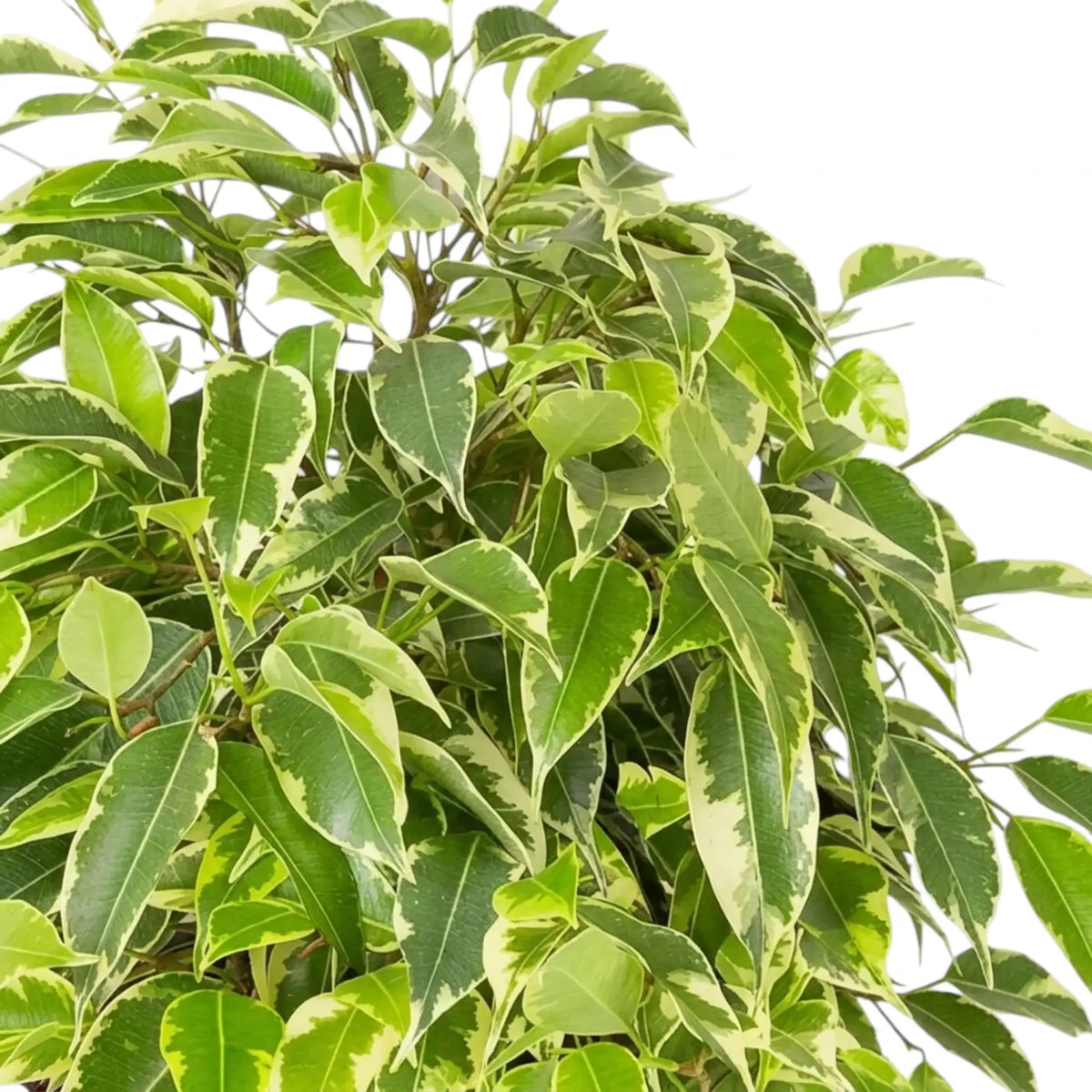 Variegated Ficus benjamina 'Kinky' foliage with pale leaf margins and bright green shoots