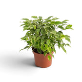 Ficus benjamina 'Kinky' in a terracotta pot with a rounded canopy of variegated leaves