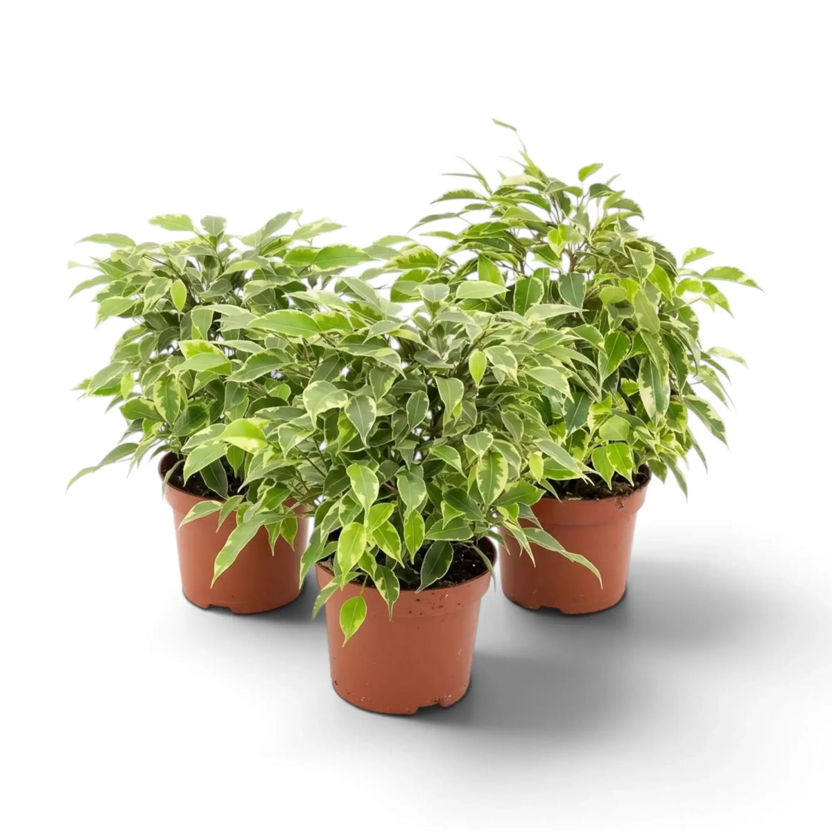Three bushy Ficus benjamina 'Kinky' plants in brown nursery pots
