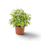 Compact potted Ficus benjamina 'Kinky' with green and cream pointed leaves