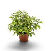 Ficus benjamina 'Kinky' viewed at an angle, showing a dense cream-edged leafy crown