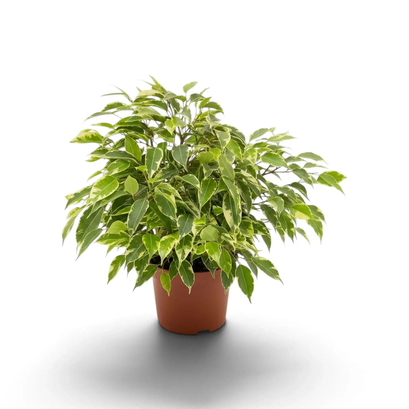 Ficus benjamina 'Kinky' schräg von der Seite mit dichter Krone aus cremefarben gerandeten Blättern