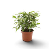 Ficus benjamina 'Kinky' with woody branching stems beneath its variegated foliage