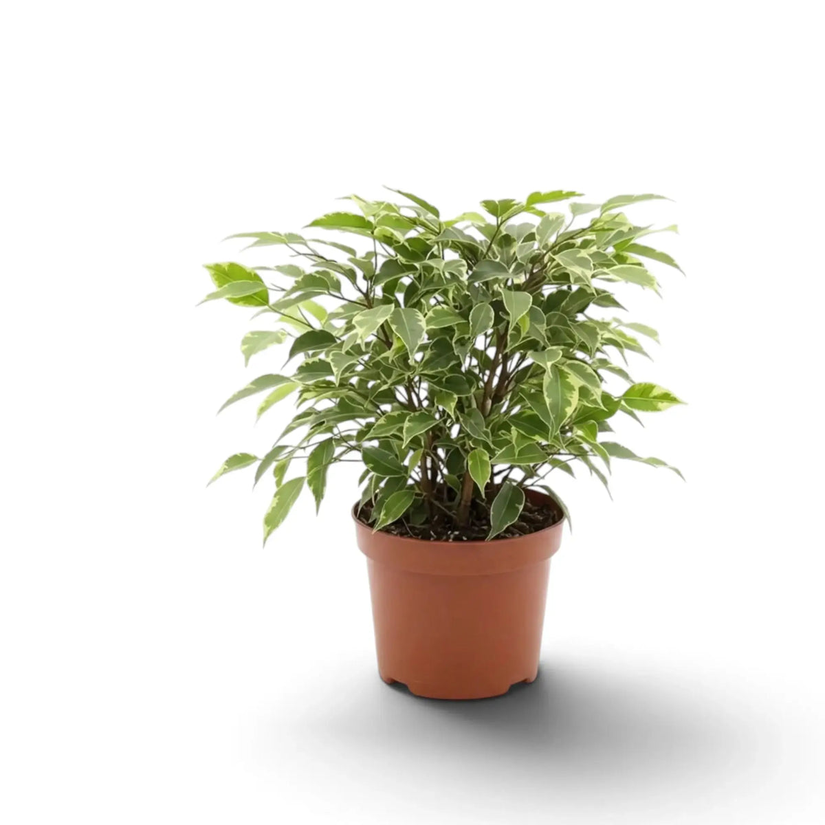 Ficus benjamina 'Kinky' with woody branching stems beneath its variegated foliage
