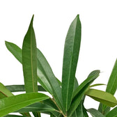 Ficus binnendijkii 'Amstel King' – Blattdetail vor weißem Hintergrund..