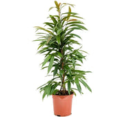 Ficus binnendijkii 'Amstel King' – Topfpflanze im Kulturtopf vor weißem Hintergrund, Produktfoto 2.