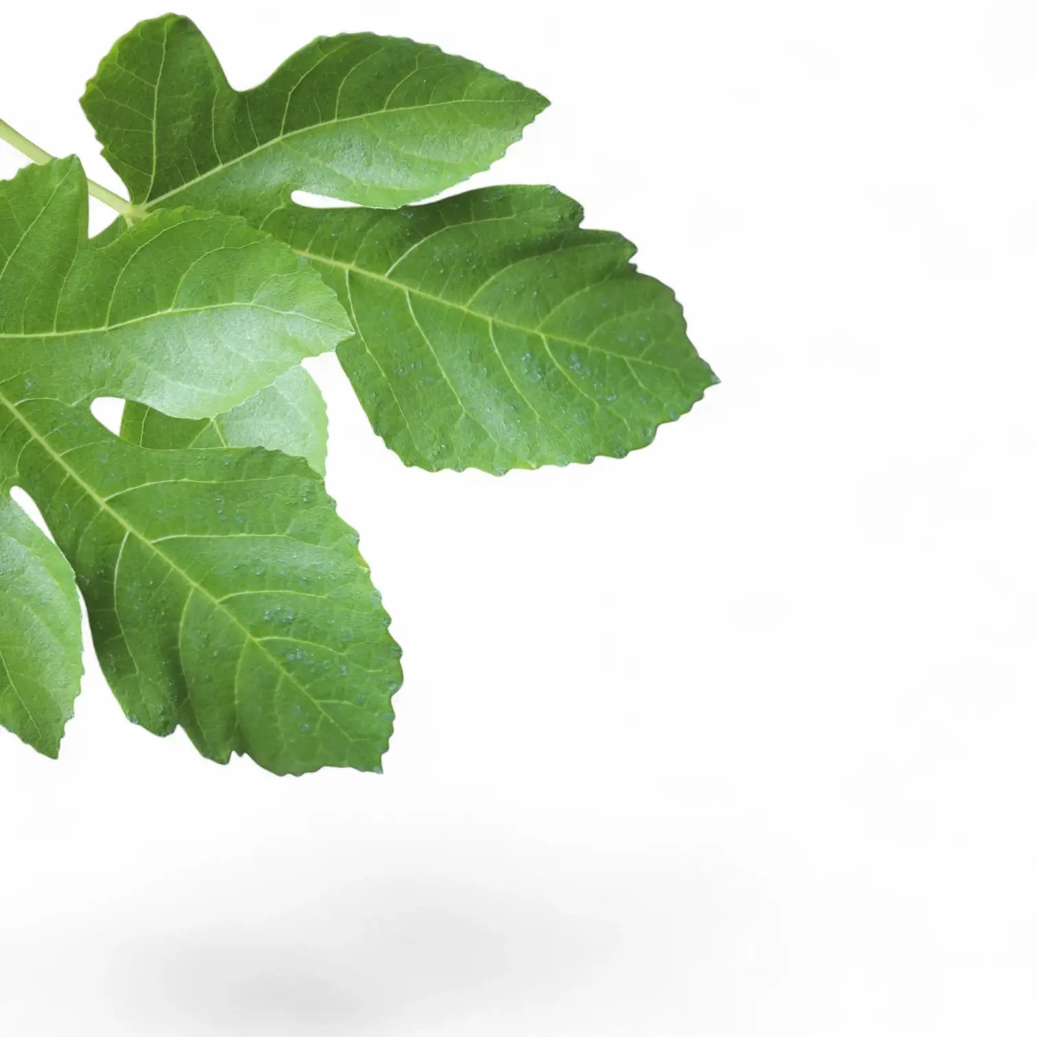 Nahaufnahme eines Blatts von Ficus carica vor weißem Hintergrund.