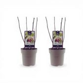 Ficus carica 'Brown Turkey' – Nahaufnahme.