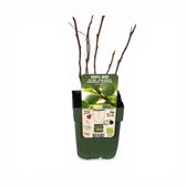 Ficus carica 'Brown Turkey' – Nahaufnahme.