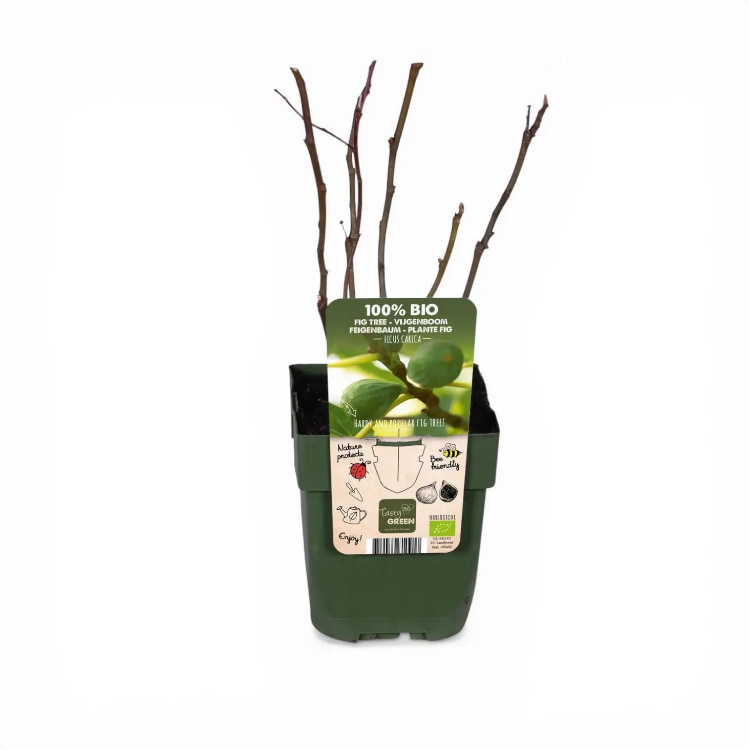Ficus carica 'Brown Turkey' – Nahaufnahme.