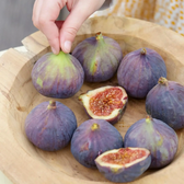 Ficus carica 'Brown Turkey' – Nahaufnahme.