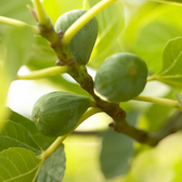 Ficus carica 'Brown Turkey' – Nahaufnahme.
