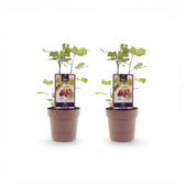 Ficus carica 'Brown Turkey' – Detailaufnahme der Pflanze.