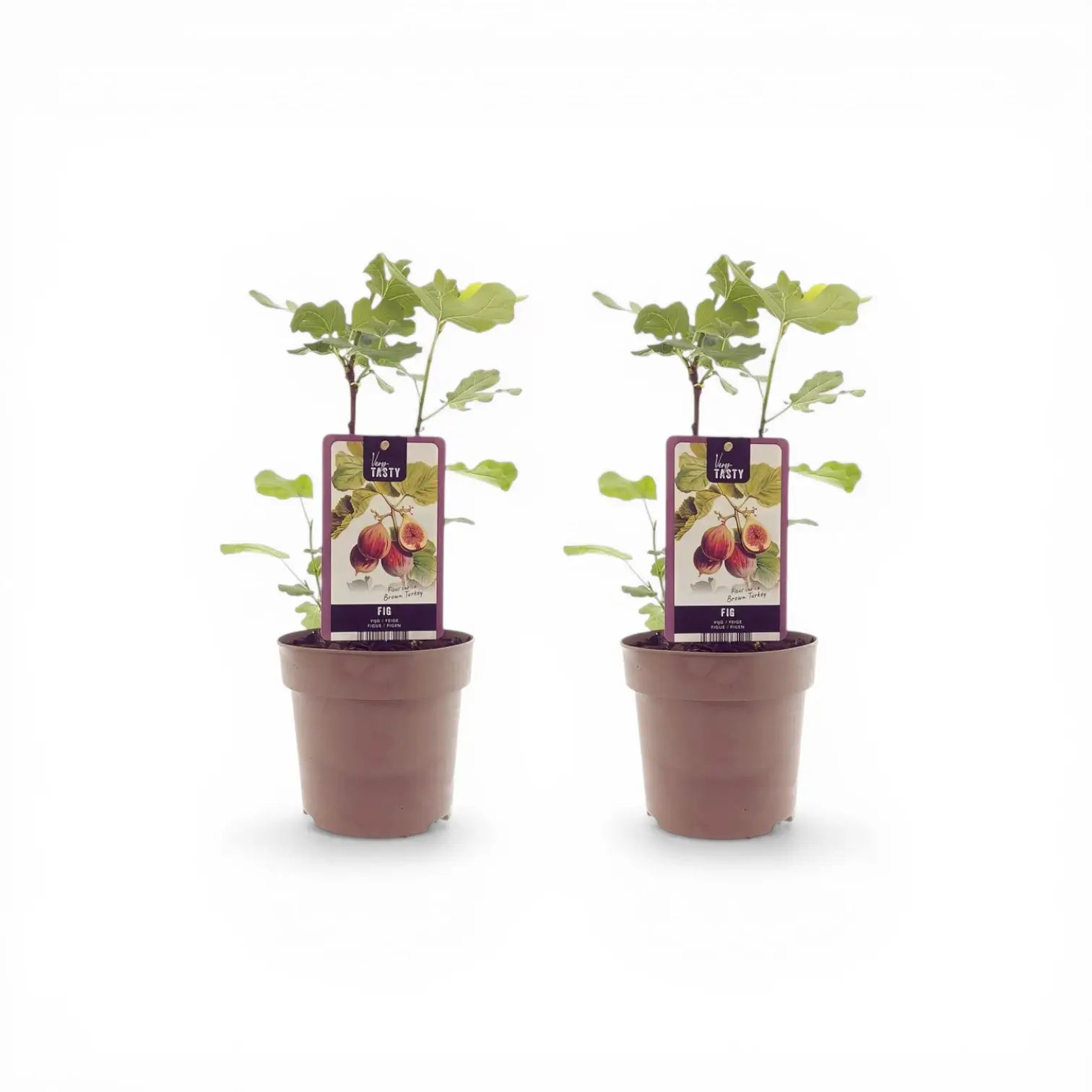 Ficus carica 'Brown Turkey' – Detailaufnahme der Pflanze.