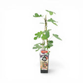 Ficus carica 'Brown Turkey' – Detailaufnahme der Pflanze.