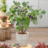 Ficus carica 'Brown Turkey' – Detailaufnahme der Pflanze.