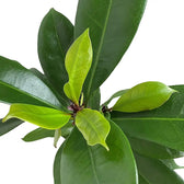 Ficus cyathistipula close-up of leaf on white background.