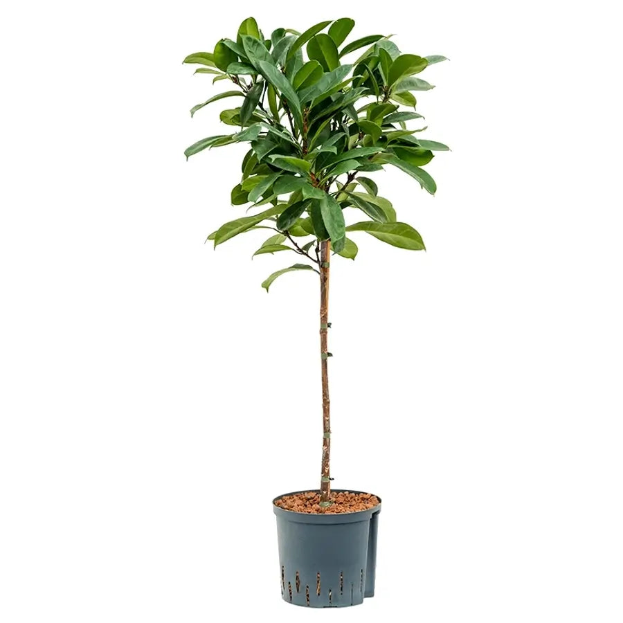 Ficus cyathistipula potted plant in nursery pot on white background.