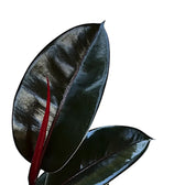 Ficus elastica 'Abidjan' – Blattdetail vor weißem Hintergrund..