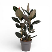 Ficus elastica 'Abidjan' – Topfpflanze im Kulturtopf vor weißem Hintergrund, Produktfoto 1.