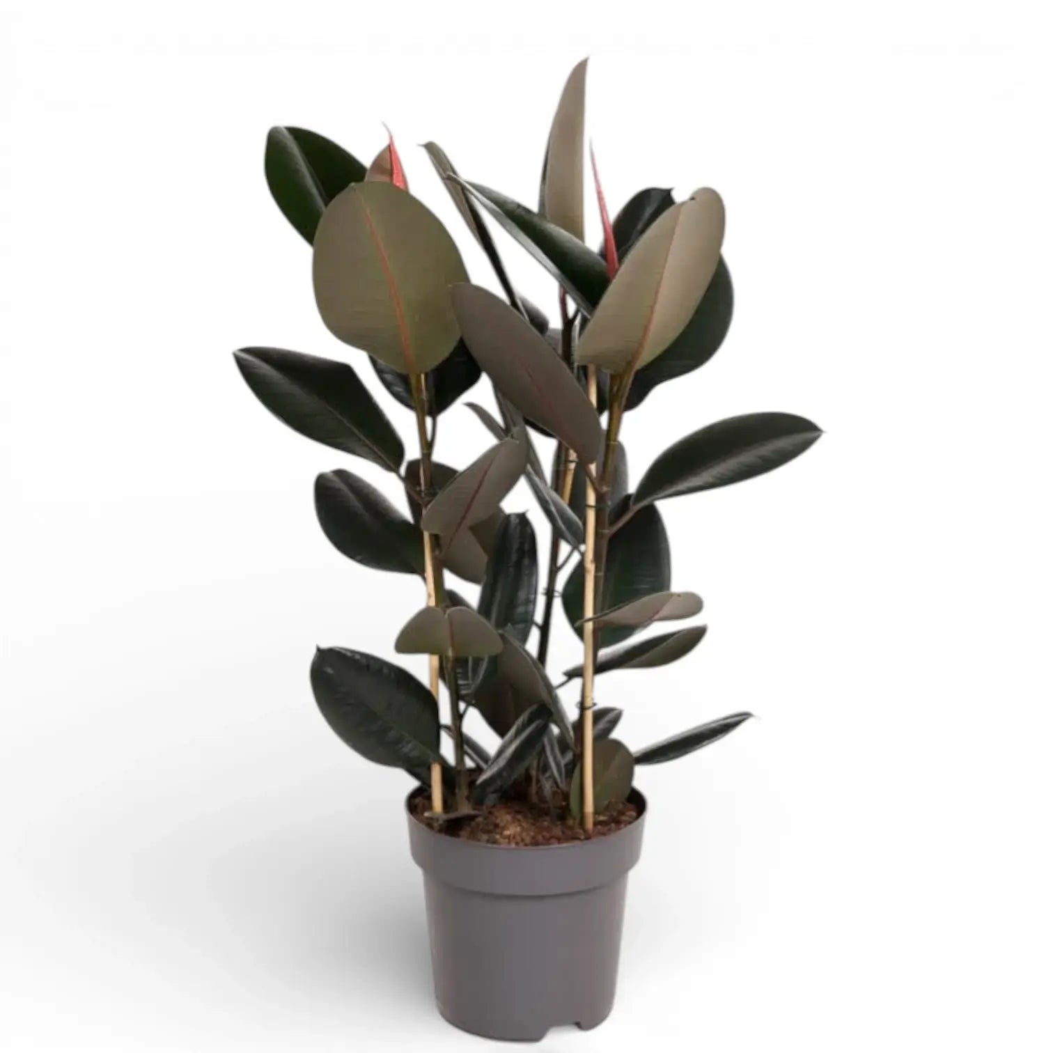 Ficus elastica 'Abidjan' – Topfpflanze im Kulturtopf vor weißem Hintergrund, Produktfoto 1.