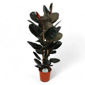 Ficus elastica 'Abidjan' – Topfpflanze im Kulturtopf vor weißem Hintergrund, Produktfoto 11.