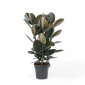 Ficus elastica 'Abidjan' – Topfpflanze im Kulturtopf vor weißem Hintergrund, Produktfoto 12.