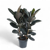 Ficus elastica 'Abidjan' – Topfpflanze im Kulturtopf vor weißem Hintergrund, Produktfoto 13.