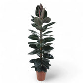 Ficus elastica 'Abidjan' – Topfpflanze im Kulturtopf vor weißem Hintergrund, Produktfoto 14.