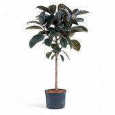 Ficus elastica 'Abidjan' – Topfpflanze im Kulturtopf vor weißem Hintergrund, Produktfoto 15.