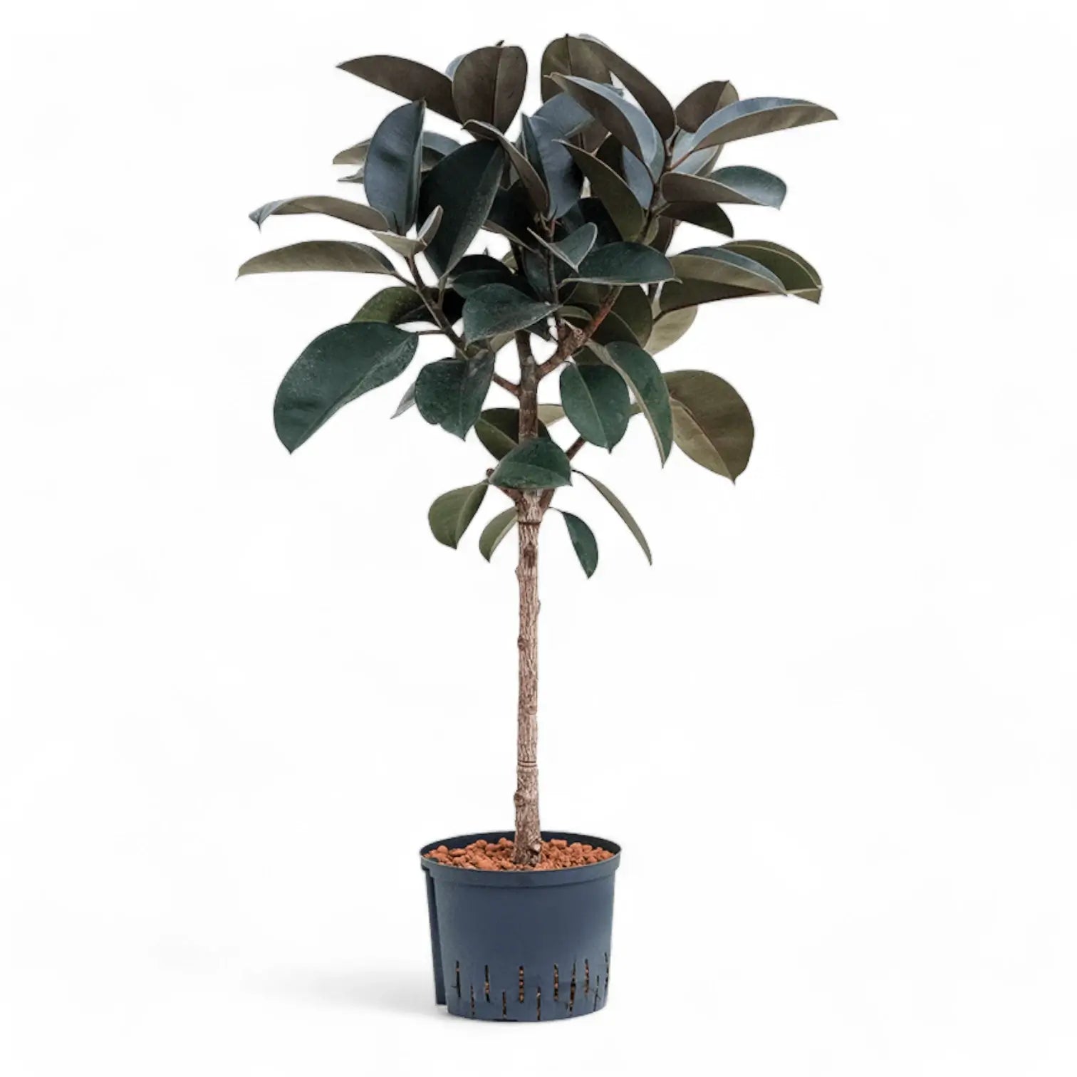 Ficus elastica 'Abidjan' – Topfpflanze im Kulturtopf vor weißem Hintergrund, Produktfoto 15.