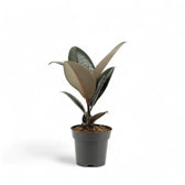 Ficus elastica 'Abidjan' – Topfpflanze im Kulturtopf vor weißem Hintergrund, Produktfoto 4.