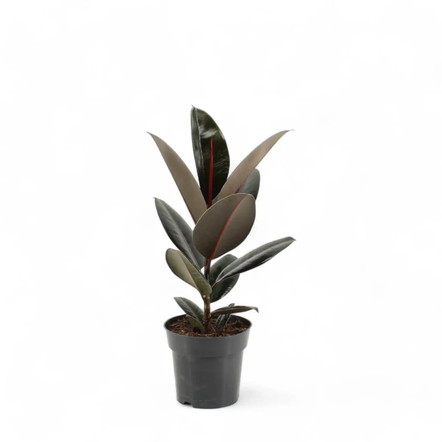 Ficus elastica 'Abidjan' – Topfpflanze im Kulturtopf vor weißem Hintergrund, Produktfoto 6.