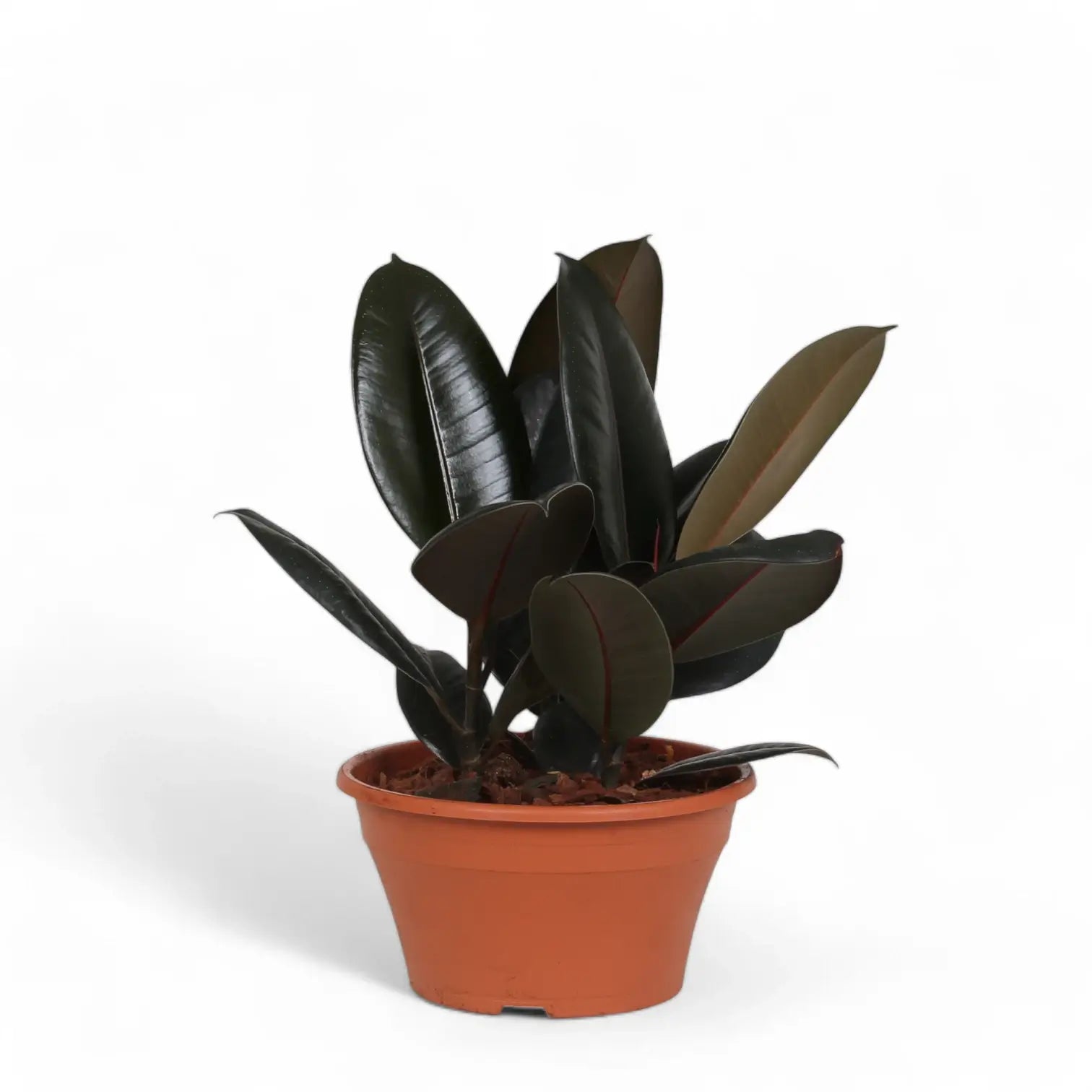 Ficus elastica 'Abidjan' – Topfpflanze im Kulturtopf vor weißem Hintergrund, Produktfoto 7.