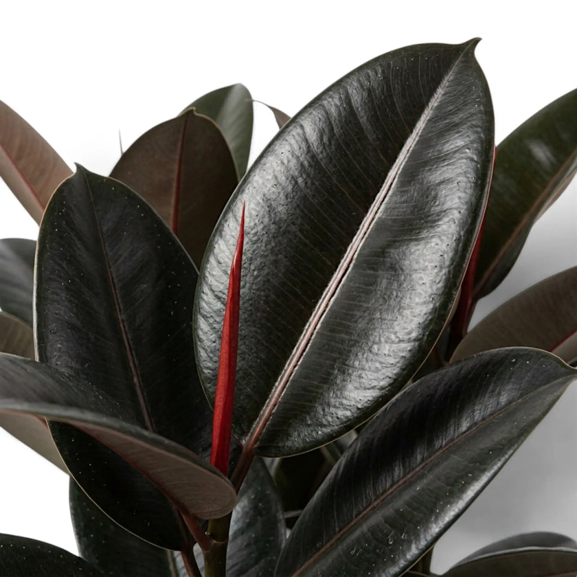 Nahaufnahme von Ficus elastica ‘Abidjan’ mit glänzenden, fast schwarzen Blättern und rotem Neublatt