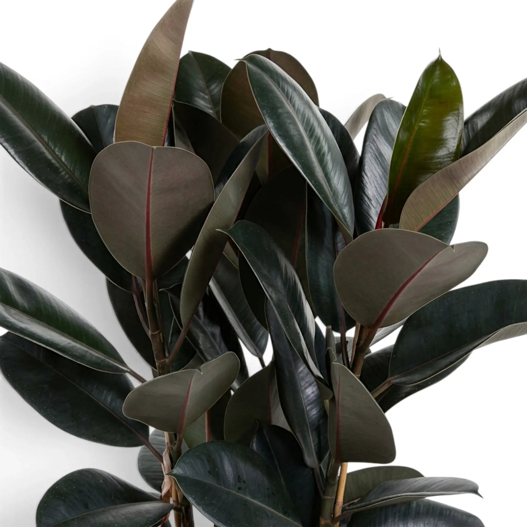 Nahaufnahme von Zweigen des Ficus elastica ‘Abidjan’ mit glänzenden dunklen Blättern und bordeauxroten Blattunterseiten