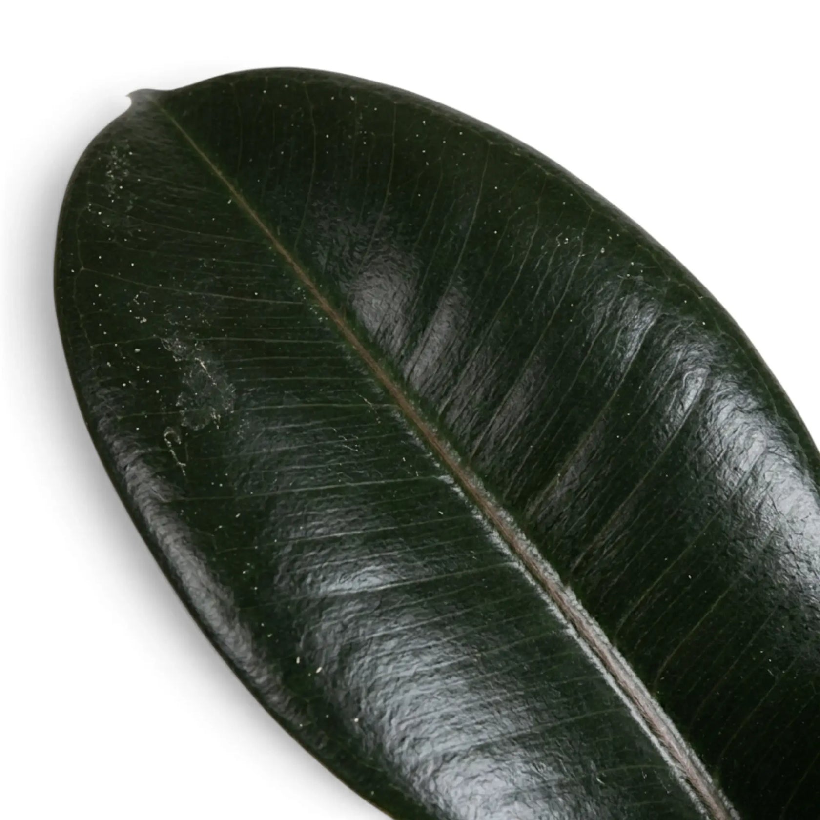 Einzelnes glänzendes Blatt des Ficus elastica ‘Abidjan’ mit dunkelgrüner Oberseite und zentraler Blattader