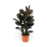 Großer Ficus elastica ‘Abidjan’ mit dichten dunklen Blättern in einem orangefarbenen Kulturtopf