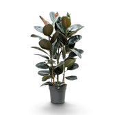 Großer Ficus elastica ‘Abidjan’ mit mehreren aufrechten Trieben und glänzenden Blättern in Bordeauxrot und Grün