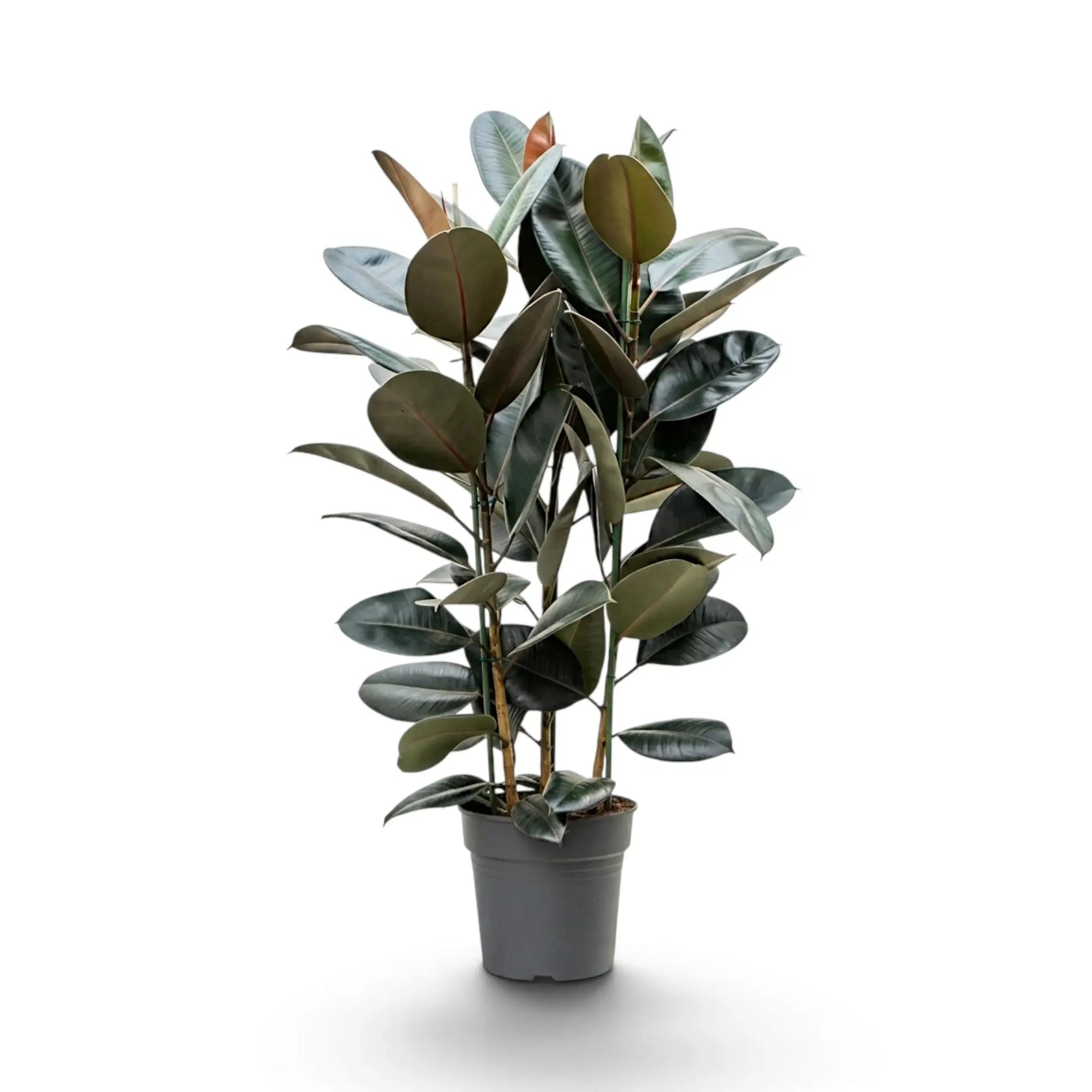 Großer Ficus elastica ‘Abidjan’ mit mehreren aufrechten Trieben und glänzenden Blättern in Bordeauxrot und Grün