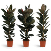 Drei große Ficus elastica ‘Abidjan’ mit natürlichen Unterschieden in Höhe und Form