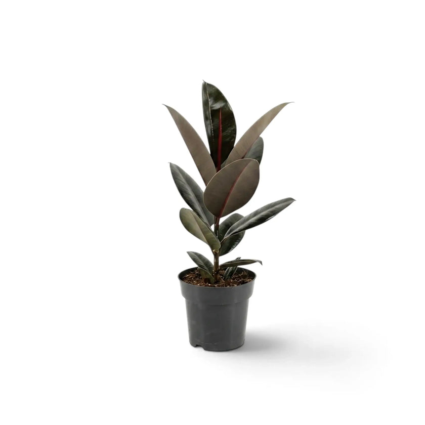 Mittelgroßer Ficus elastica ‘Abidjan’ mit aufrechten dunklen Blättern in einem grauen Kulturtopf