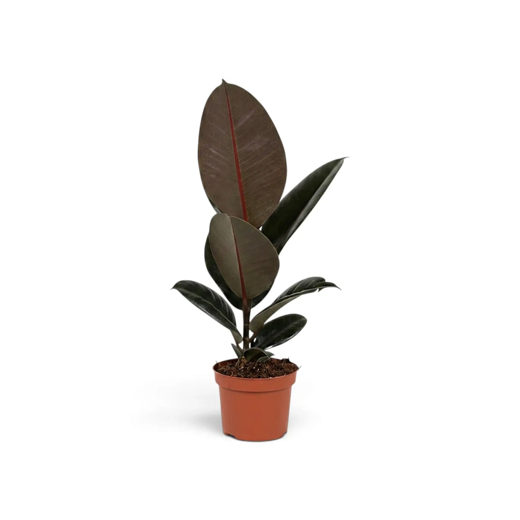 Mittelgroßer Ficus elastica ‘Abidjan’ mit breiten dunklen Blättern und dunkel bordeauxroten Blattunterseiten